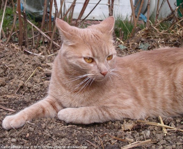 Photo de Chat domestique