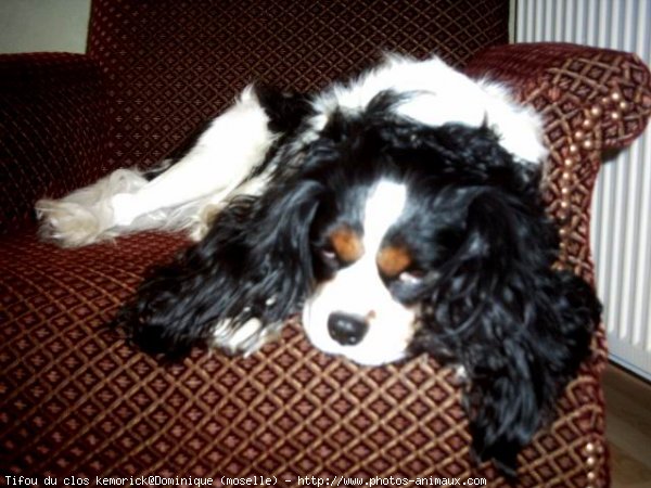 Photo de Cavalier king charles spaniel