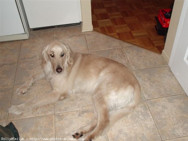 Photo de Golden retriever