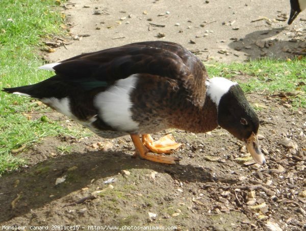 Photo de Canard