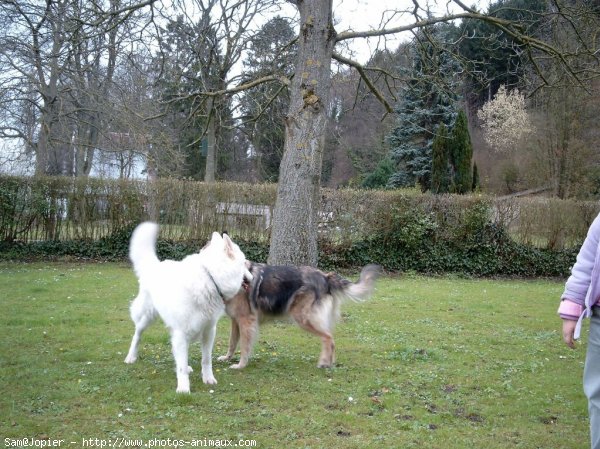 Photo de Berger blanc suisse