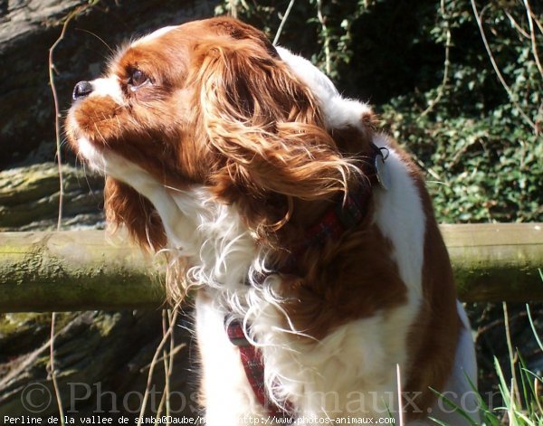 Photo de Cavalier king charles spaniel