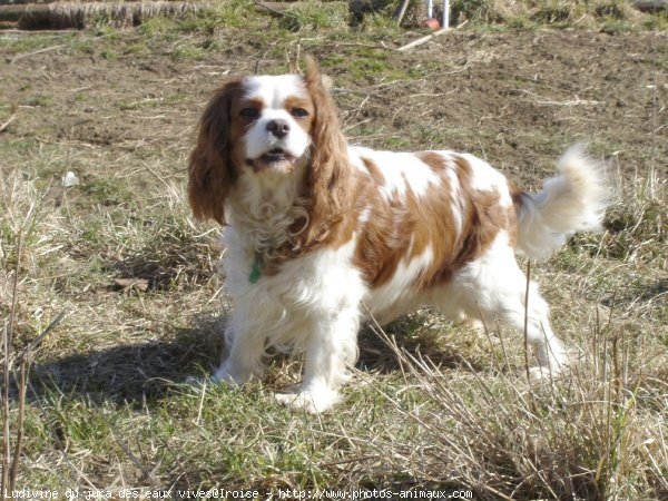 Photo de Cavalier king charles spaniel