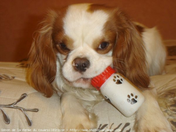 Photo de Cavalier king charles spaniel