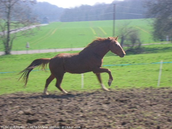 Photo de Trotteur franais