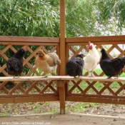 Photo de Poule