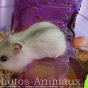 Photo de Hamster