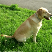 Photo de Labrador retriever