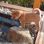 Photo de Shiba