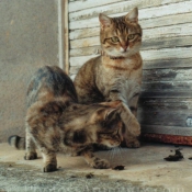 Photo de Chat domestique