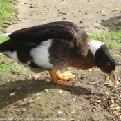 Photo de Canard