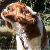 Photo de Cavalier king charles spaniel