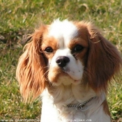 Photo de Cavalier king charles spaniel