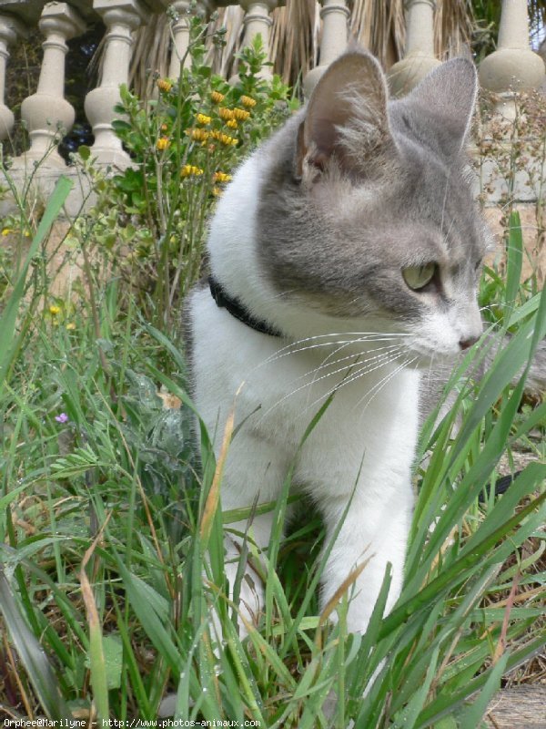 Photo de Chat domestique