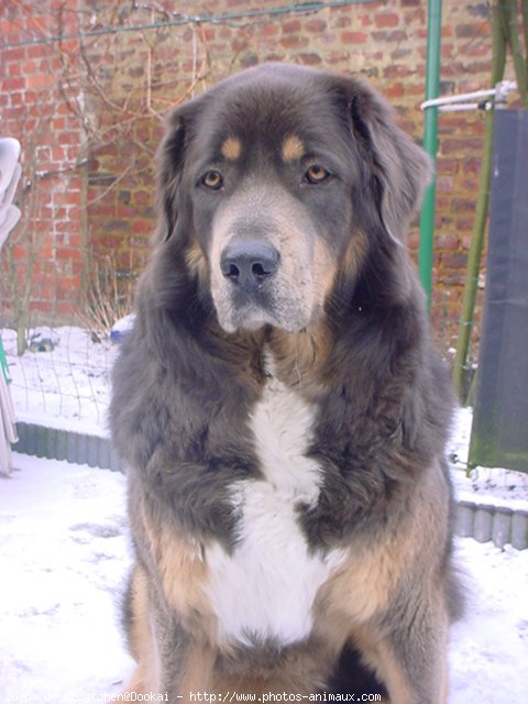 Photo de Dogue du tibet