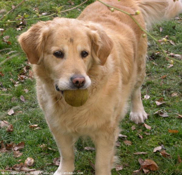 Photo de Golden retriever