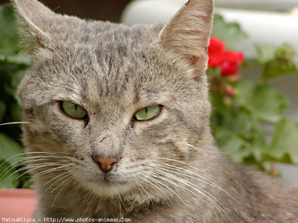 Photo de Chat domestique