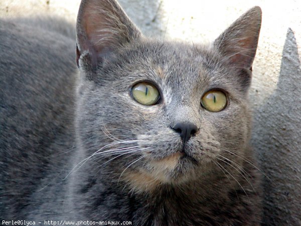 Photo de Chat domestique