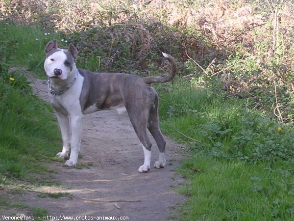 Photo d'American staffordshire terrier