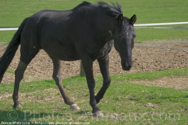 Photo de Trotteur franais