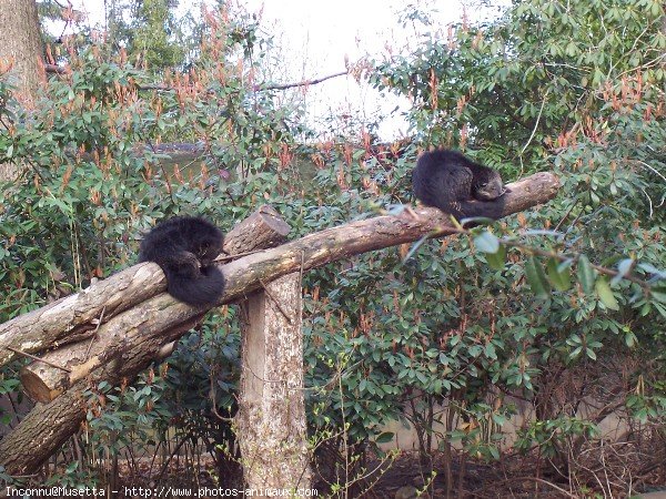 Photo de Binturong