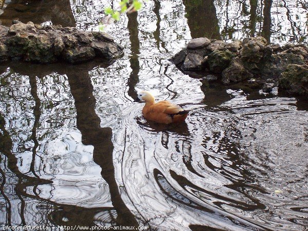 Photo de Canard