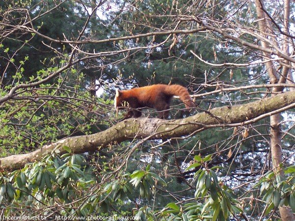 Photo de Panda roux