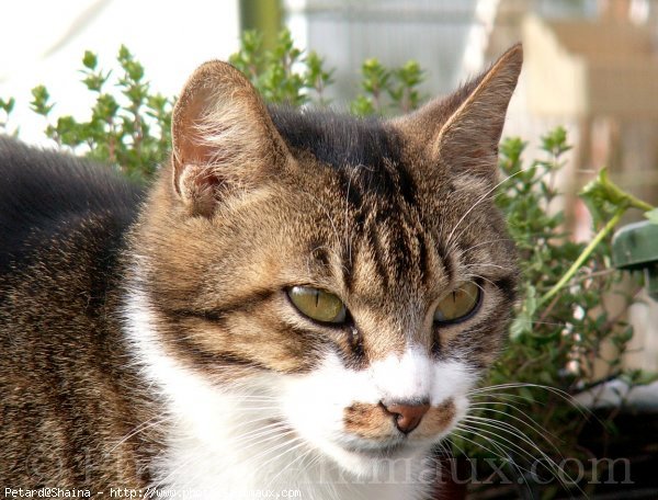 Photo de Chat domestique