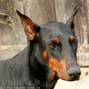 Photo de Dobermann