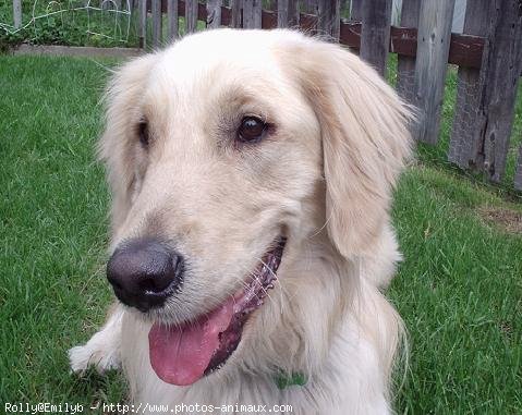 Photo de Golden retriever