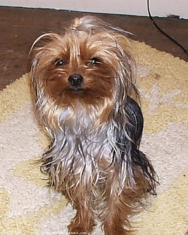 Photo de Yorkshire terrier