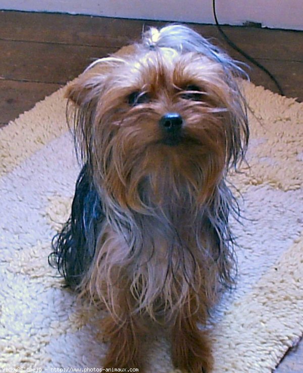 Photo de Yorkshire terrier