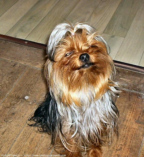 Photo de Yorkshire terrier