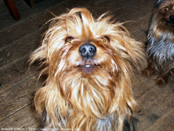 Photo de Yorkshire terrier