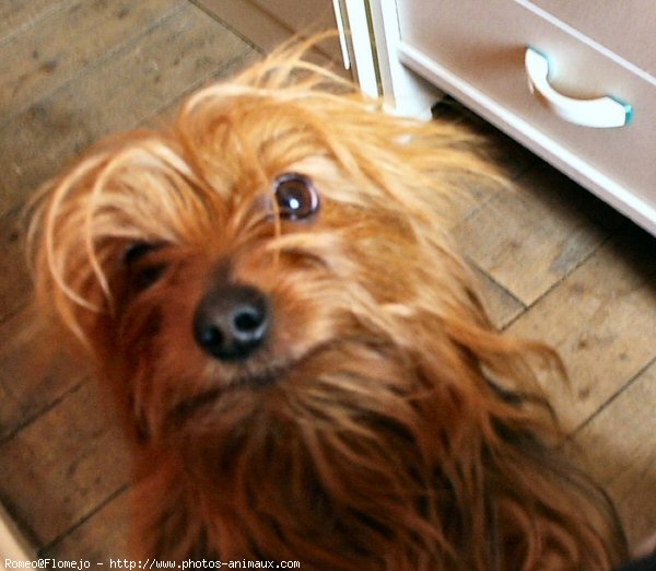 Photo de Yorkshire terrier