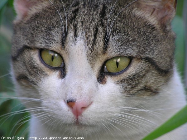 Photo de Chat domestique