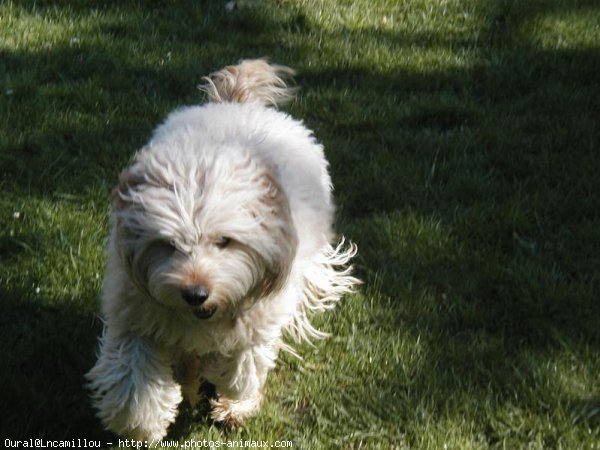 Photo de Chien de berger des pyrenes  poil long