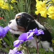 Photo de Cavalier king charles spaniel