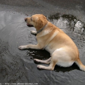 Photo de Labrador retriever