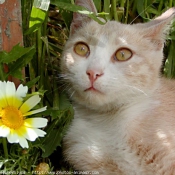 Photo de Chat domestique