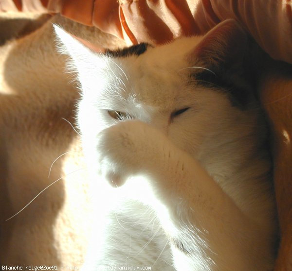 Photo de Chat domestique