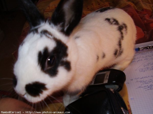 Photo de Lapin