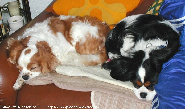 Photo de Cavalier king charles spaniel