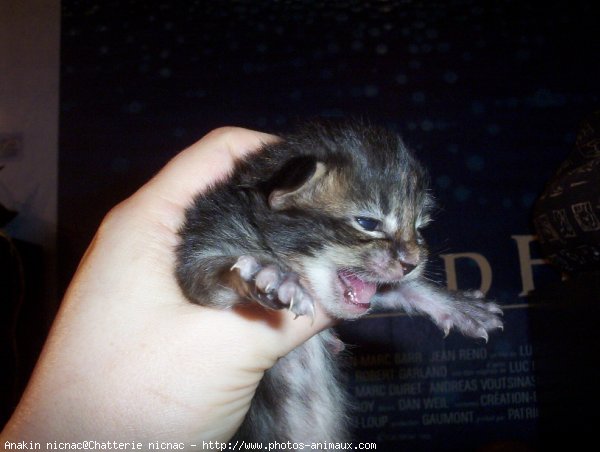 Photo de Maine coon