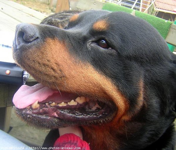 Photo de Rottweiler