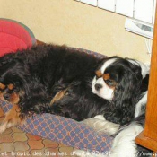 Photo de Cavalier king charles spaniel