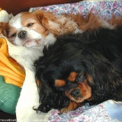 Photo de Cavalier king charles spaniel