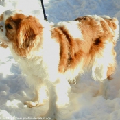 Photo de Cavalier king charles spaniel