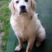 Photo de Golden retriever