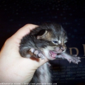 Photo de Maine coon